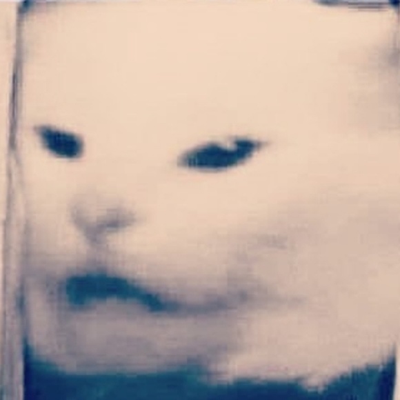 Meet your Posher, Cameron - Picture 1 of 1